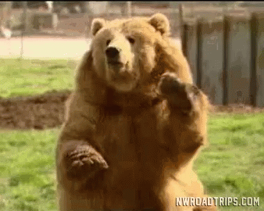 bear waving bye gif