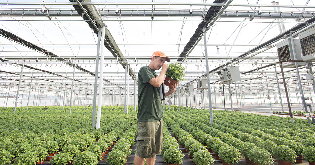 A student inspects a potted plant in a greenhouse.